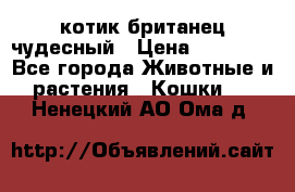 котик британец чудесный › Цена ­ 12 000 - Все города Животные и растения » Кошки   . Ненецкий АО,Ома д.
